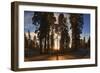 Giant Sequoia National Park at Sunset.-Jon Hicks-Framed Photographic Print