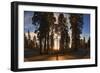 Giant Sequoia National Park at Sunset.-Jon Hicks-Framed Photographic Print