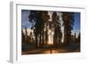 Giant Sequoia National Park at Sunset.-Jon Hicks-Framed Photographic Print