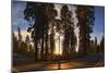 Giant Sequoia National Park at Sunset.-Jon Hicks-Mounted Photographic Print