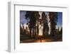 Giant Sequoia National Park at Sunset.-Jon Hicks-Framed Photographic Print