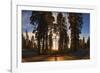 Giant Sequoia National Park at Sunset.-Jon Hicks-Framed Photographic Print