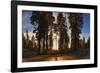 Giant Sequoia National Park at Sunset.-Jon Hicks-Framed Photographic Print