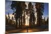 Giant Sequoia National Park at Sunset.-Jon Hicks-Mounted Photographic Print