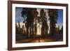 Giant Sequoia National Park at Sunset.-Jon Hicks-Framed Photographic Print