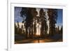 Giant Sequoia National Park at Sunset.-Jon Hicks-Framed Photographic Print