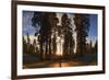 Giant Sequoia National Park at Sunset.-Jon Hicks-Framed Photographic Print