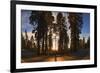 Giant Sequoia National Park at Sunset.-Jon Hicks-Framed Photographic Print