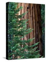 Giant Sequoia's - Sequoia National Park, California-Ian Shive-Stretched Canvas