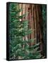 Giant Sequoia's - Sequoia National Park, California-Ian Shive-Framed Stretched Canvas