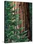 Giant Sequoia's - Sequoia National Park, California-Ian Shive-Stretched Canvas