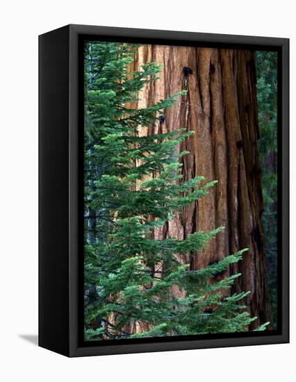 Giant Sequoia's - Sequoia National Park, California-Ian Shive-Framed Stretched Canvas