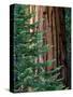 Giant Sequoia's - Sequoia National Park, California-Ian Shive-Stretched Canvas