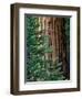 Giant Sequoia's - Sequoia National Park, California-Ian Shive-Framed Photographic Print