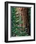 Giant Sequoia's - Sequoia National Park, California-Ian Shive-Framed Photographic Print