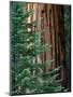 Giant Sequoia's - Sequoia National Park, California-Ian Shive-Mounted Photographic Print
