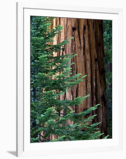 Giant Sequoia's - Sequoia National Park, California-Ian Shive-Framed Photographic Print