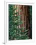 Giant Sequoia's - Sequoia National Park, California-Ian Shive-Framed Photographic Print