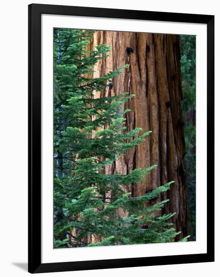 Giant Sequoia's - Sequoia National Park, California-Ian Shive-Framed Photographic Print