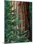 Giant Sequoia's - Sequoia National Park, California-Ian Shive-Mounted Photographic Print