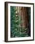 Giant Sequoia's - Sequoia National Park, California-Ian Shive-Framed Photographic Print