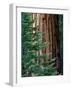 Giant Sequoia's - Sequoia National Park, California-Ian Shive-Framed Photographic Print