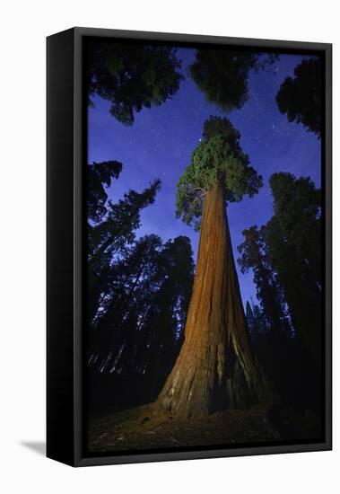 Giant sequoia tree in forest at night, view towards canopy-Rolf Nussbaumer-Framed Stretched Canvas