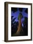 Giant sequoia tree in forest at night, view towards canopy-Rolf Nussbaumer-Framed Photographic Print