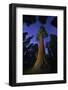 Giant sequoia tree in forest at night, view towards canopy-Rolf Nussbaumer-Framed Photographic Print