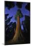 Giant sequoia tree in forest at night, view towards canopy-Rolf Nussbaumer-Mounted Photographic Print