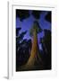 Giant sequoia tree in forest at night, view towards canopy-Rolf Nussbaumer-Framed Photographic Print