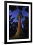 Giant sequoia tree in forest at night, view towards canopy-Rolf Nussbaumer-Framed Photographic Print