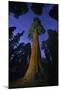 Giant sequoia tree in forest at night, view towards canopy-Rolf Nussbaumer-Mounted Photographic Print