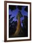 Giant sequoia tree in forest at night, view towards canopy-Rolf Nussbaumer-Framed Photographic Print