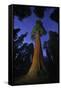 Giant sequoia tree in forest at night, view towards canopy-Rolf Nussbaumer-Framed Stretched Canvas