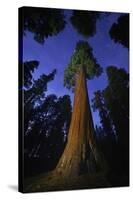 Giant sequoia tree in forest at night, view towards canopy-Rolf Nussbaumer-Stretched Canvas