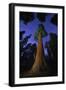 Giant sequoia tree in forest at night, view towards canopy-Rolf Nussbaumer-Framed Photographic Print