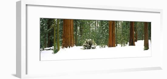Giant Sequoia trees in a forest, Giant Forest, Sequoia National Park, California, USA-Panoramic Images-Framed Photographic Print