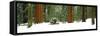 Giant Sequoia trees in a forest, Giant Forest, Sequoia National Park, California, USA-Panoramic Images-Framed Stretched Canvas