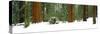 Giant Sequoia trees in a forest, Giant Forest, Sequoia National Park, California, USA-Panoramic Images-Stretched Canvas