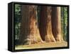 Giant Sequoia Trees in the Giant Forest in the Sequoia National Park, California, USA-Tomlinson Ruth-Framed Stretched Canvas