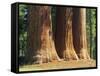 Giant Sequoia Trees in the Giant Forest in the Sequoia National Park, California, USA-Tomlinson Ruth-Framed Stretched Canvas