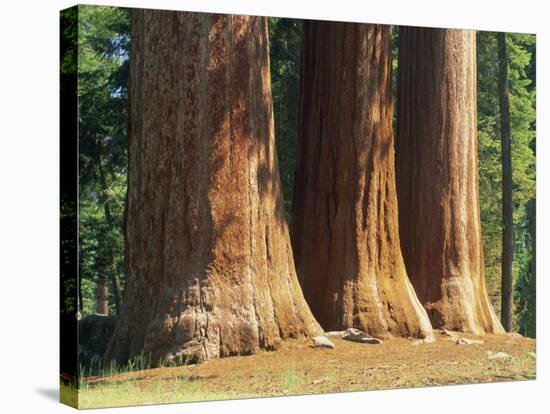 Giant Sequoia Trees in the Giant Forest in the Sequoia National Park, California, USA-Tomlinson Ruth-Stretched Canvas