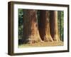 Giant Sequoia Trees in the Giant Forest in the Sequoia National Park, California, USA-Tomlinson Ruth-Framed Photographic Print