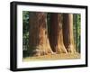 Giant Sequoia Trees in the Giant Forest in the Sequoia National Park, California, USA-Tomlinson Ruth-Framed Photographic Print