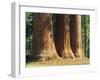 Giant Sequoia Trees in the Giant Forest in the Sequoia National Park, California, USA-Tomlinson Ruth-Framed Photographic Print