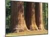Giant Sequoia Trees in the Giant Forest in the Sequoia National Park, California, USA-Tomlinson Ruth-Mounted Photographic Print