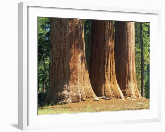 Giant Sequoia Trees in the Giant Forest in the Sequoia National Park, California, USA-Tomlinson Ruth-Framed Photographic Print