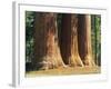 Giant Sequoia Trees in the Giant Forest in the Sequoia National Park, California, USA-Tomlinson Ruth-Framed Photographic Print