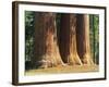 Giant Sequoia Trees in the Giant Forest in the Sequoia National Park, California, USA-Tomlinson Ruth-Framed Photographic Print
